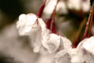 spring blossoms in the rain
ⓒdengosfotoecke
visit me on www.facebook.com/touchingpics2014