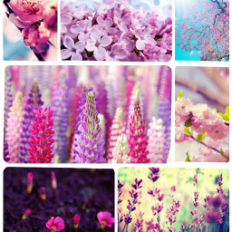 colorful flower nature spring cute