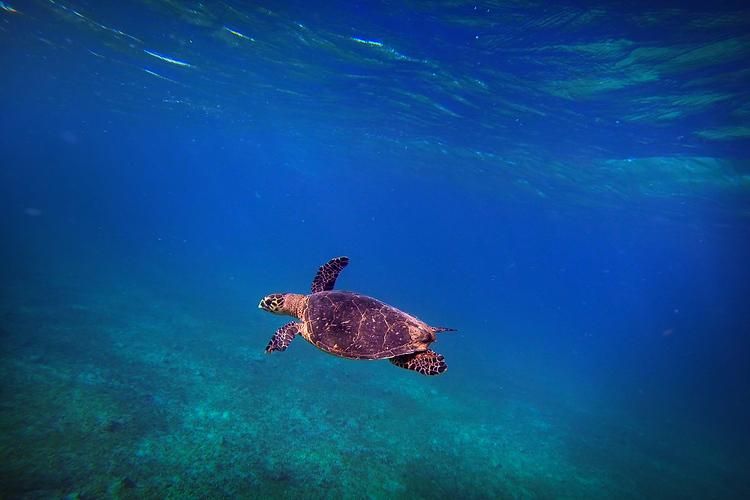 underwater photography